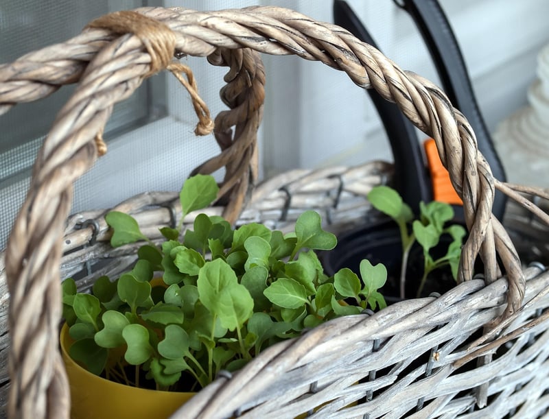 Balcony gardening