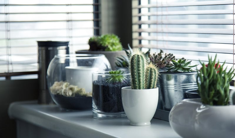 Indoor plant options